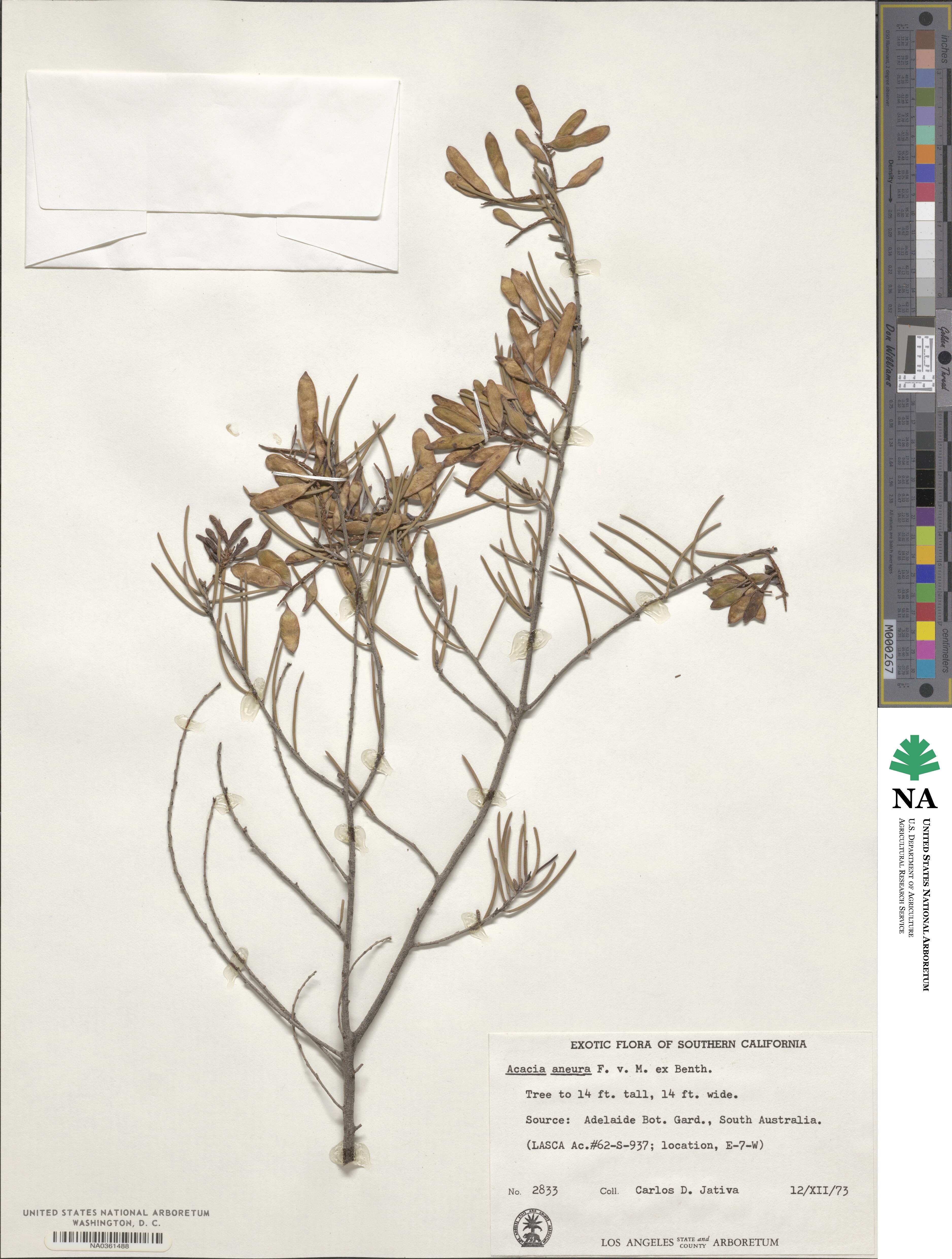 Acacia aneura image