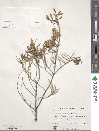 Acacia aneura image