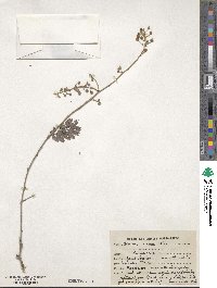 Image of Acacia arabica