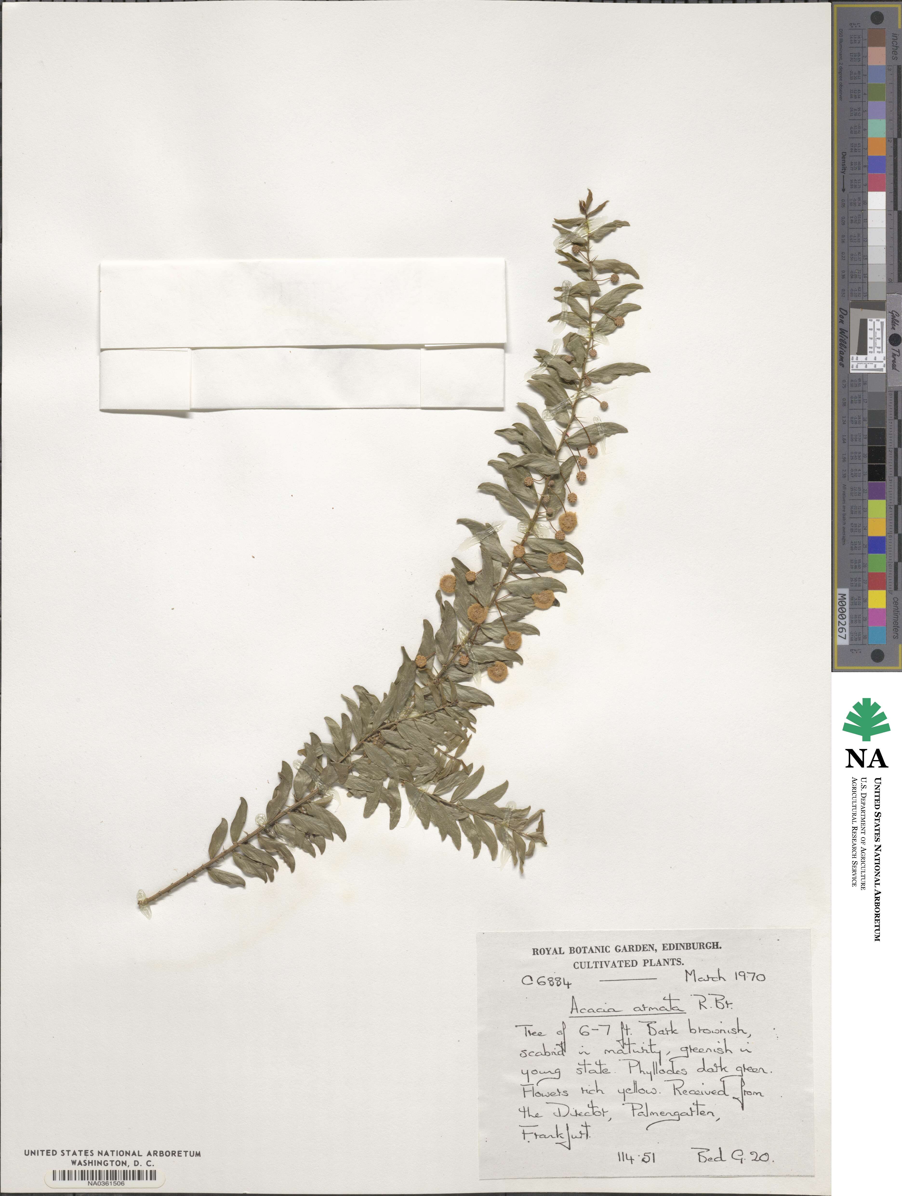 Acacia paradoxa image