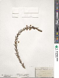 Acacia paradoxa image