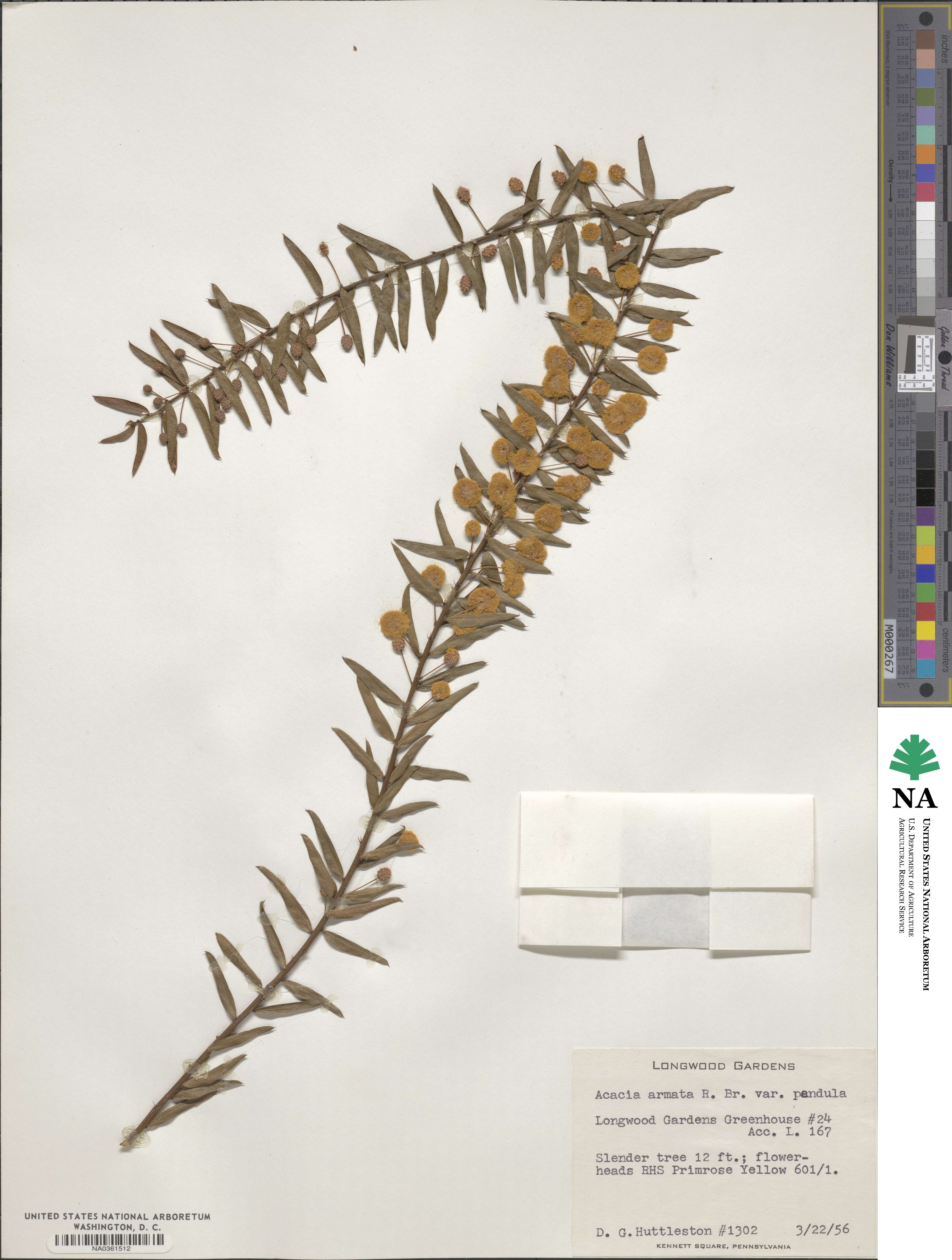 Acacia paradoxa image