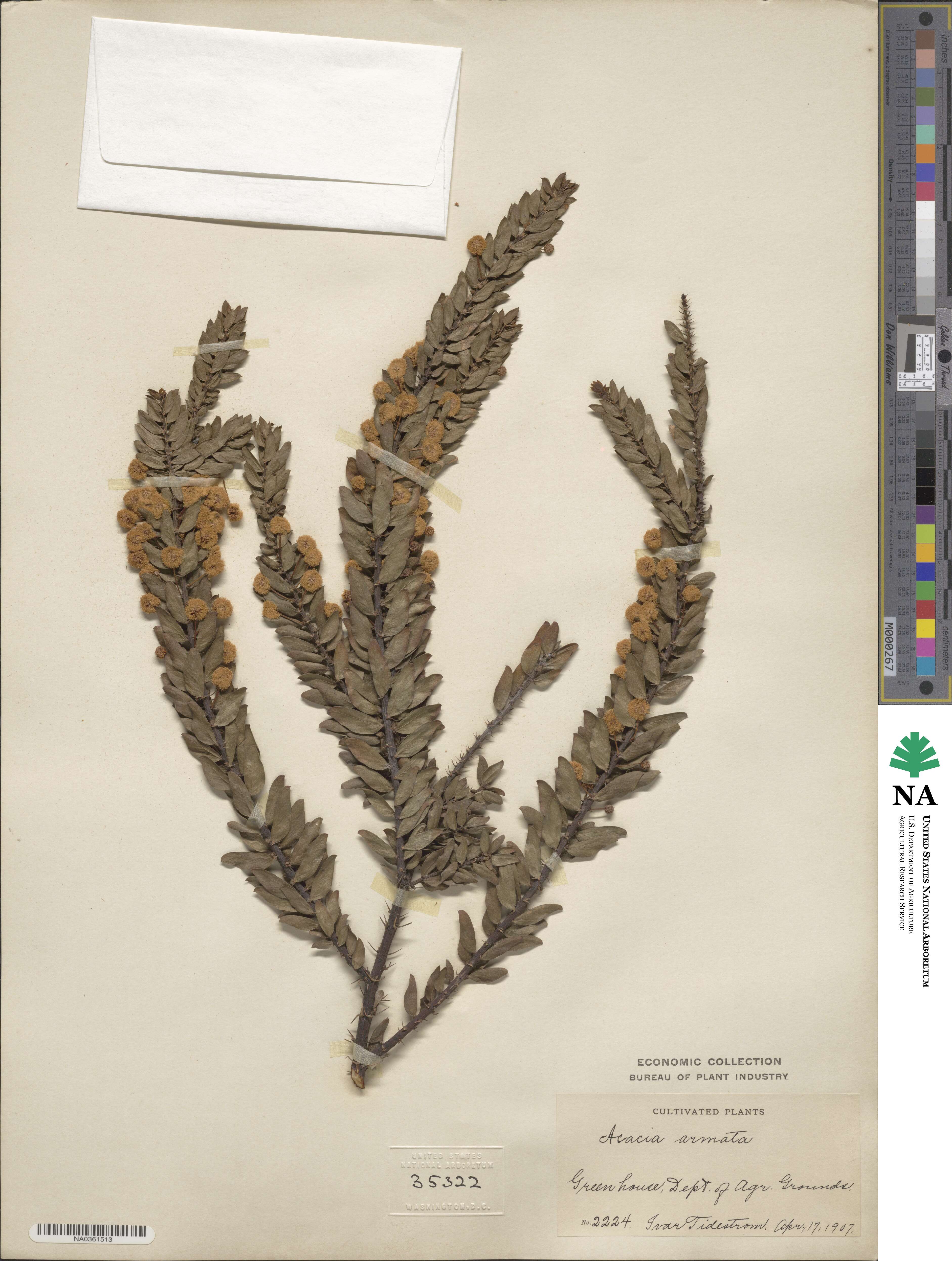 Acacia paradoxa image