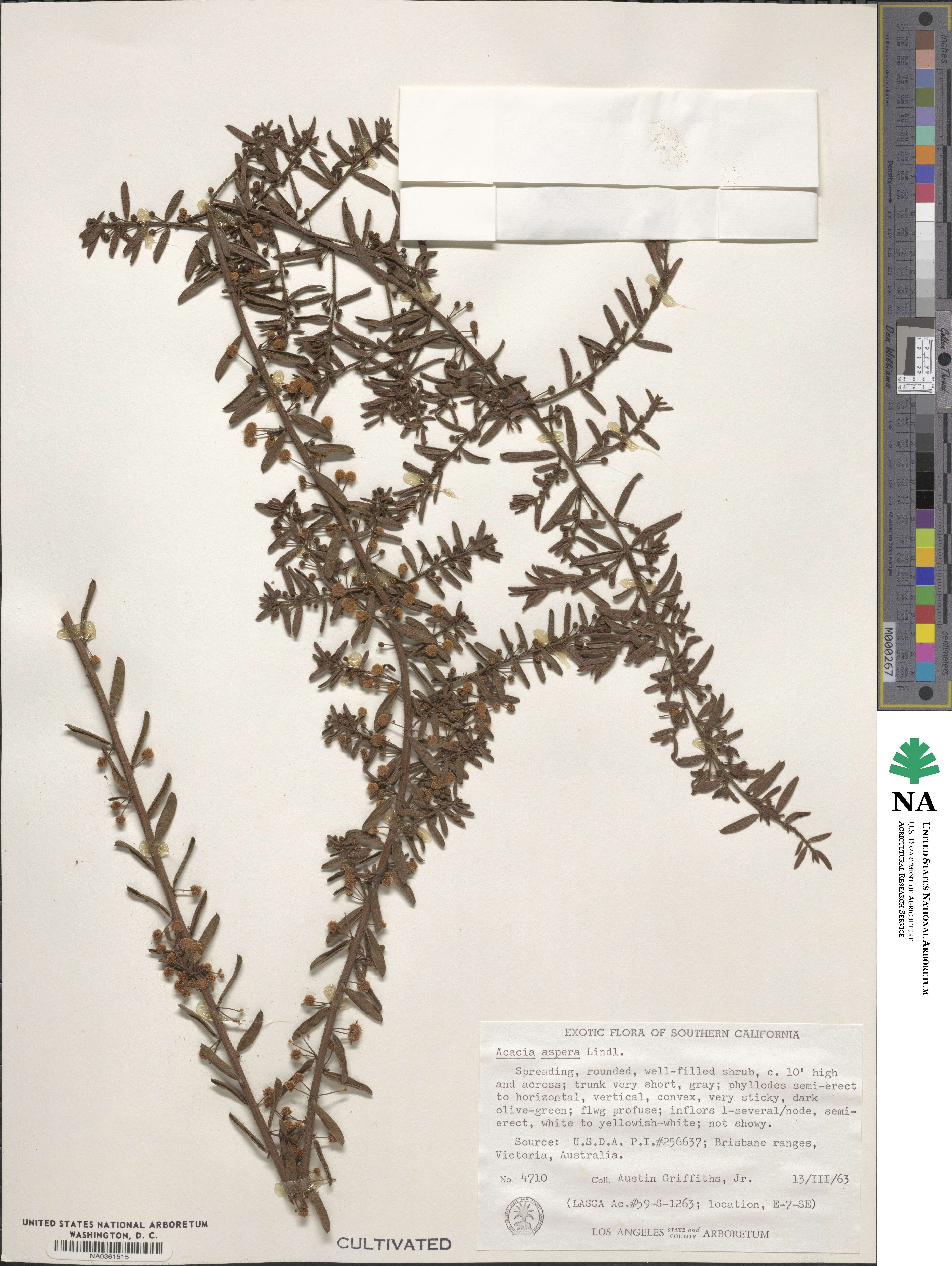 Acacia aspera image