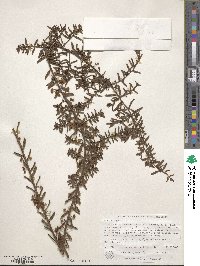 Image of Acacia aspera