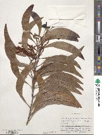 Acacia auriculiformis image