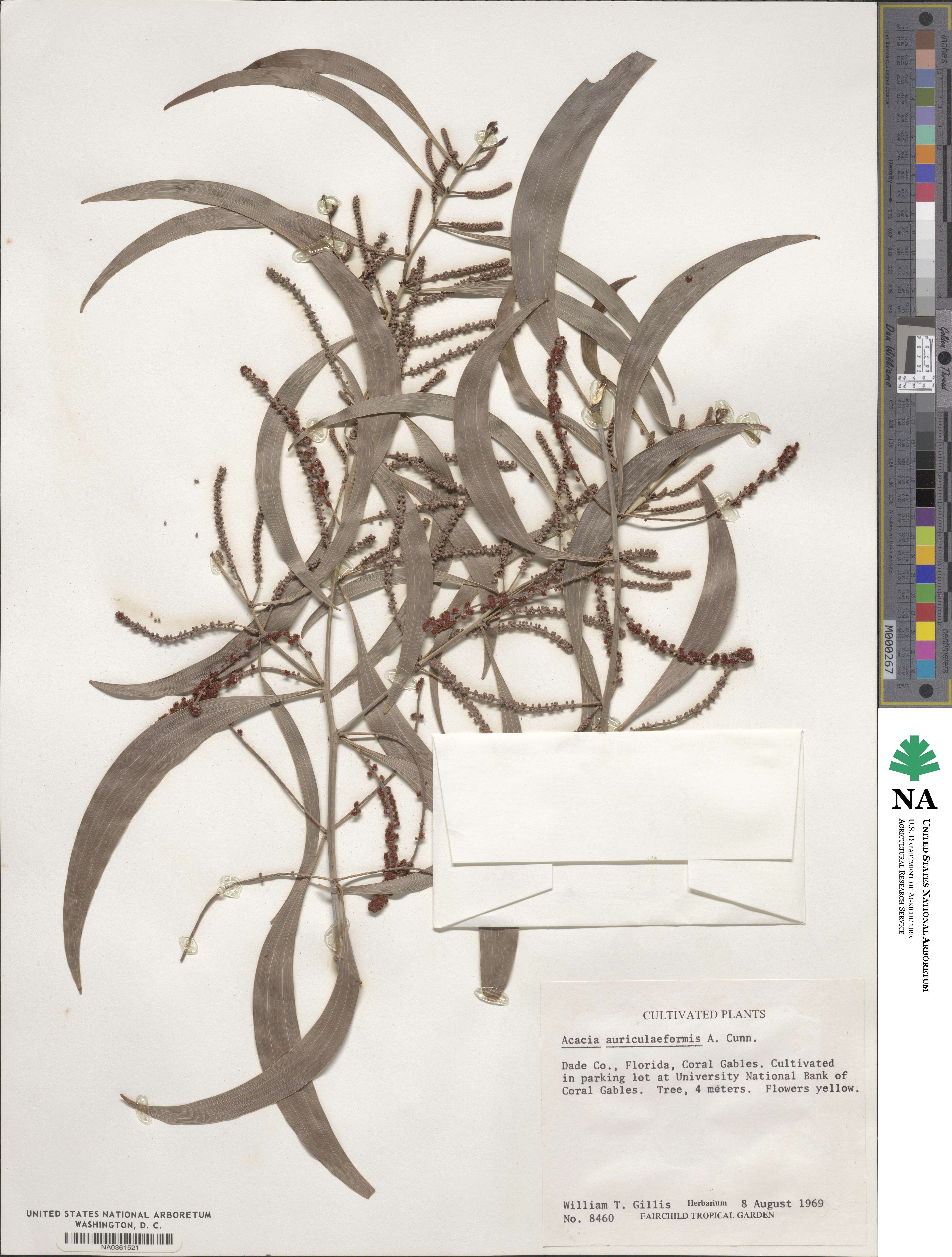 Acacia auriculiformis image