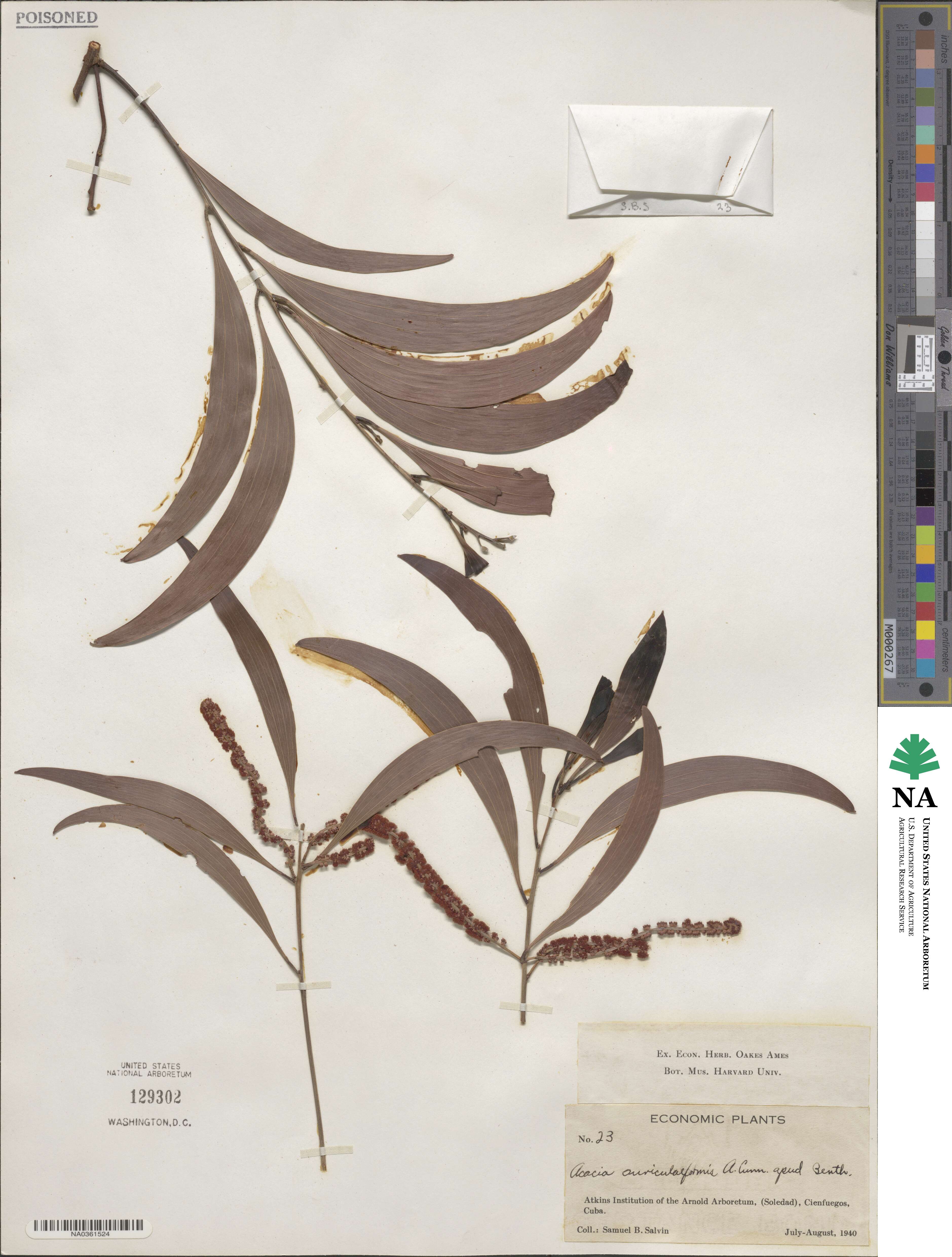 Acacia auriculiformis image