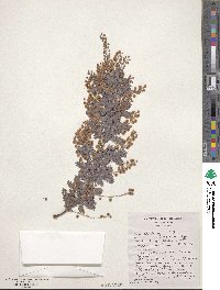 Acacia baileyana image