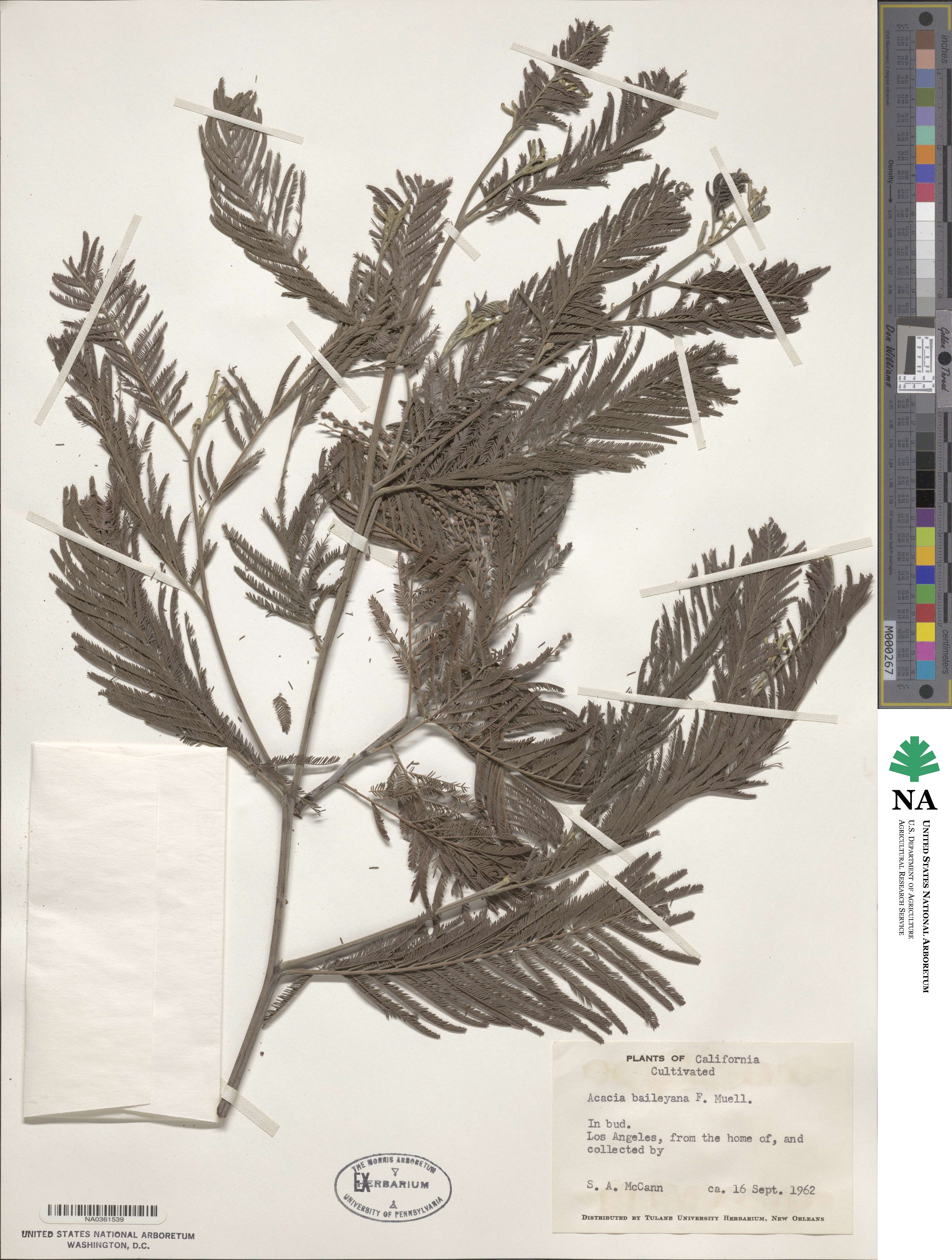Acacia baileyana image