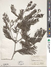 Acacia baileyana image