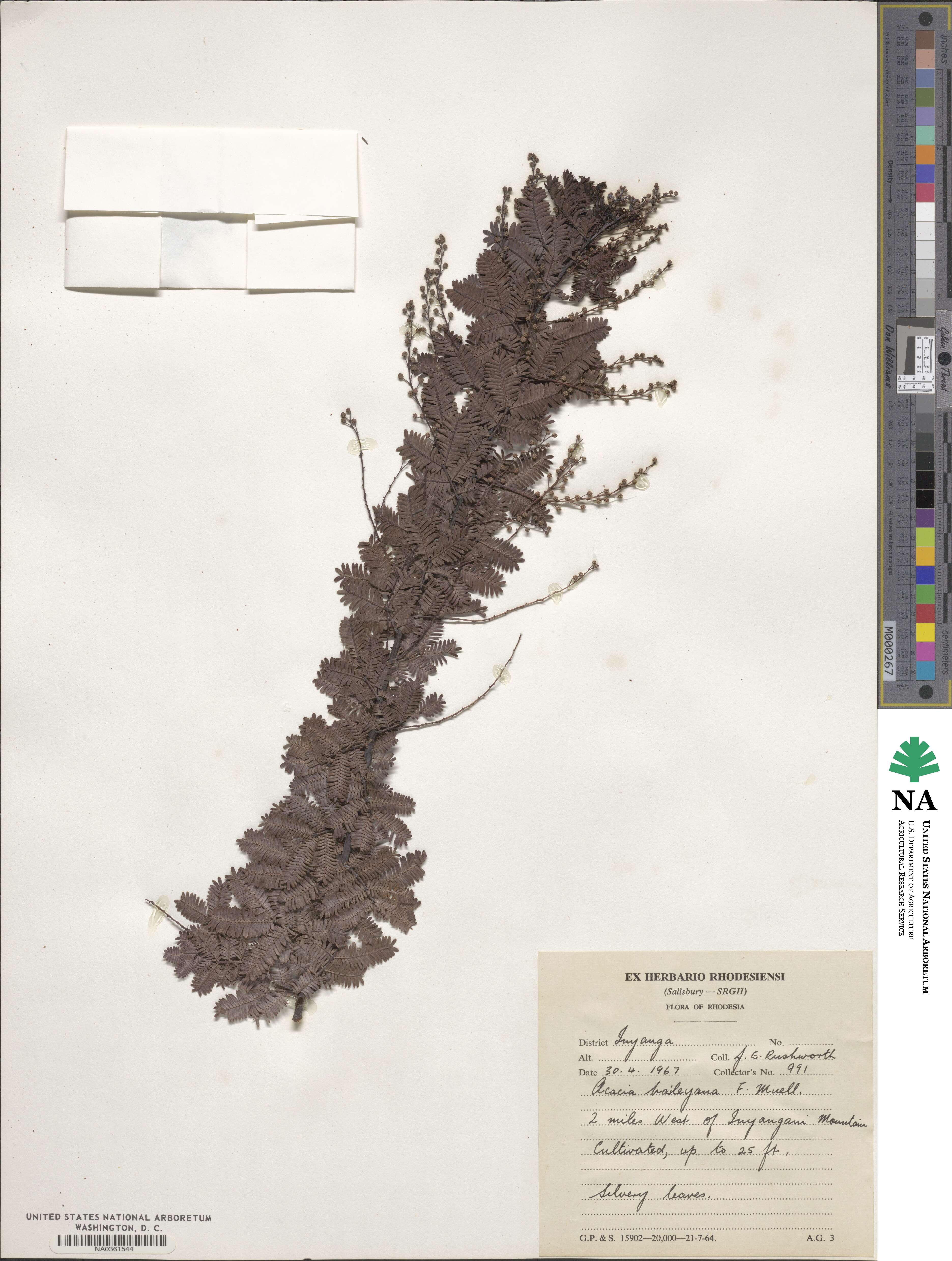 Acacia baileyana image