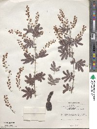 Acacia baileyana image