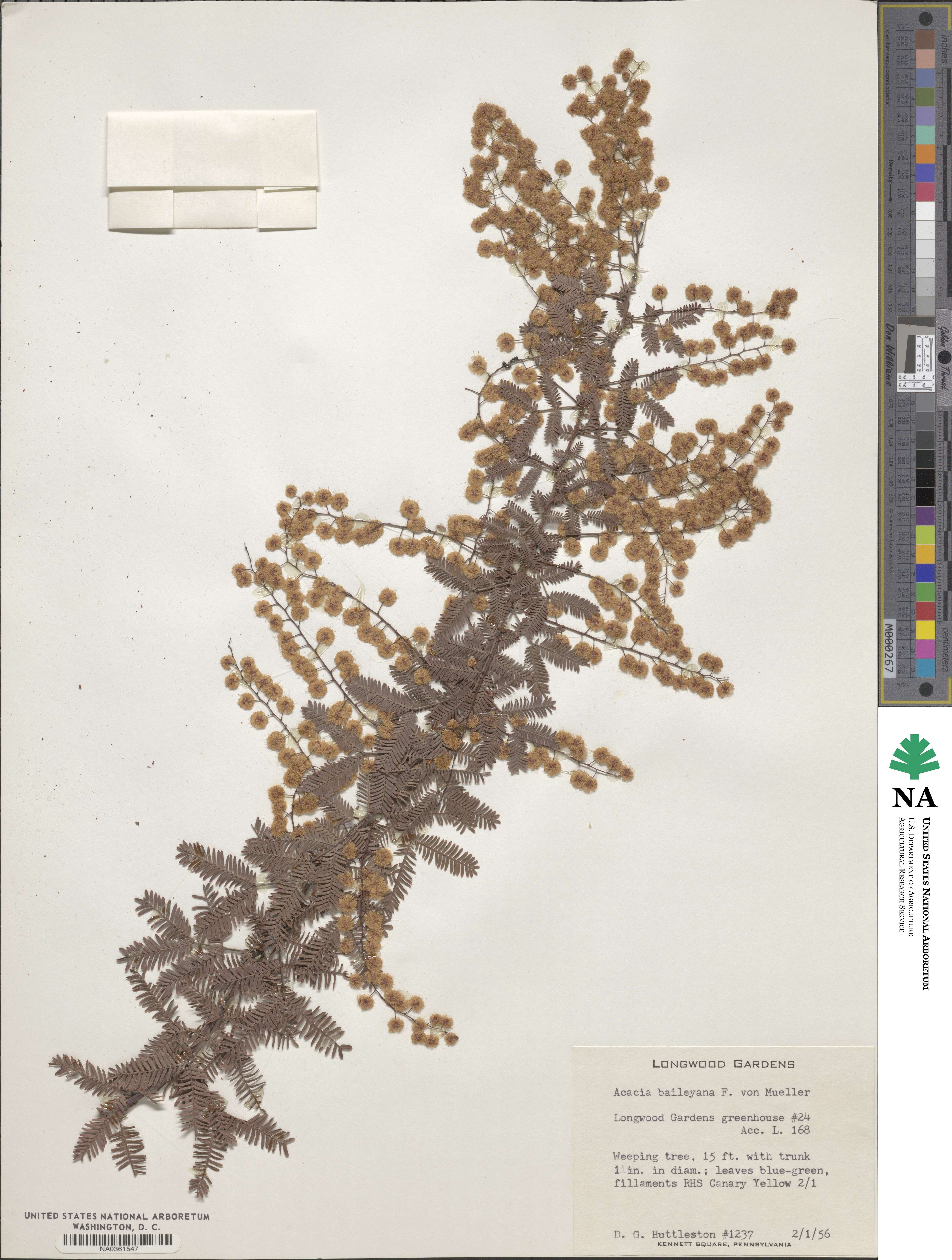 Acacia baileyana image