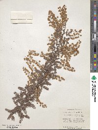 Acacia baileyana image