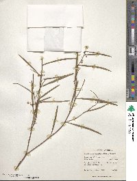 Image of Acacia beauverdiana