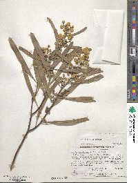 Image of Acacia beckleri