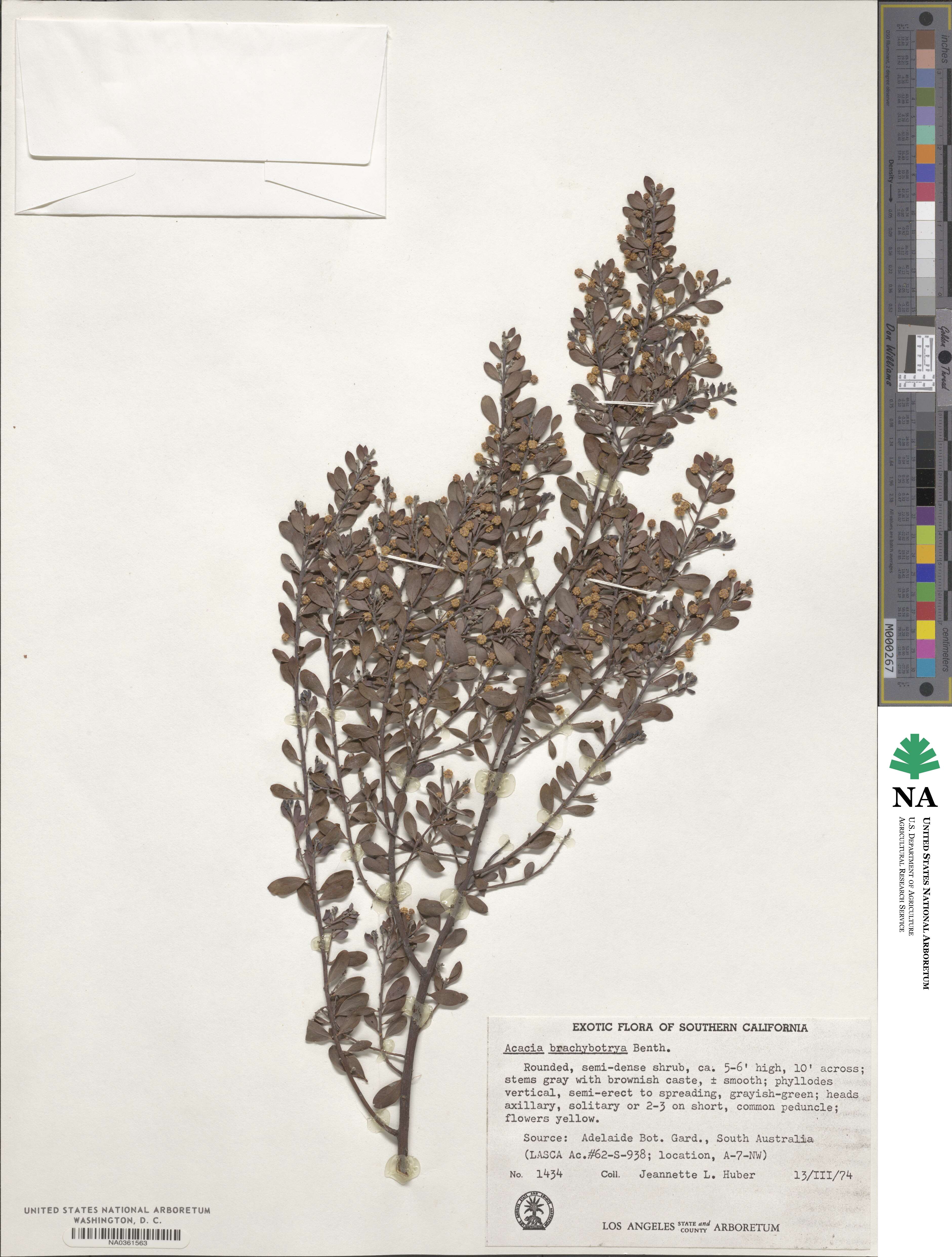 Acacia brachybotrya image