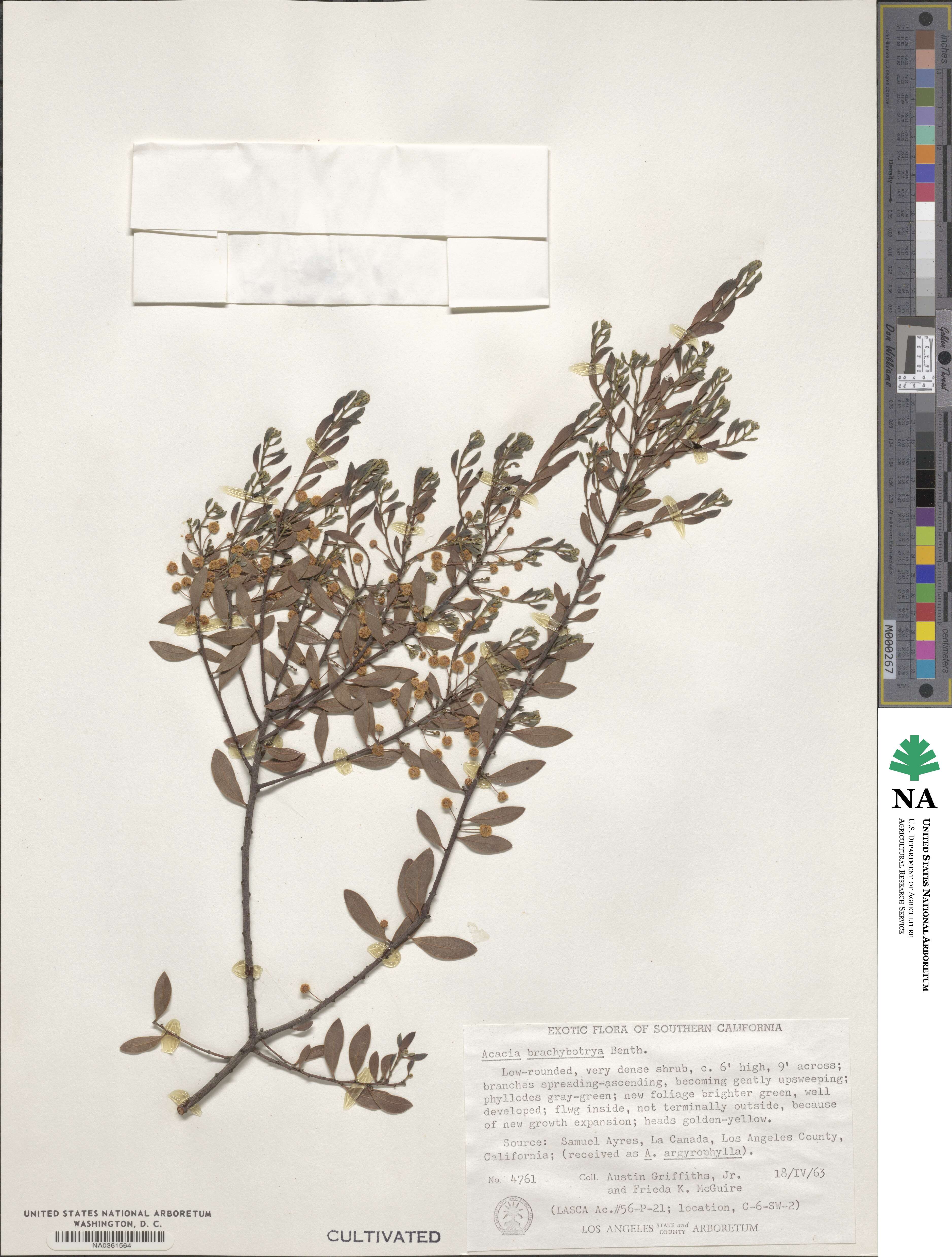 Acacia brachybotrya image