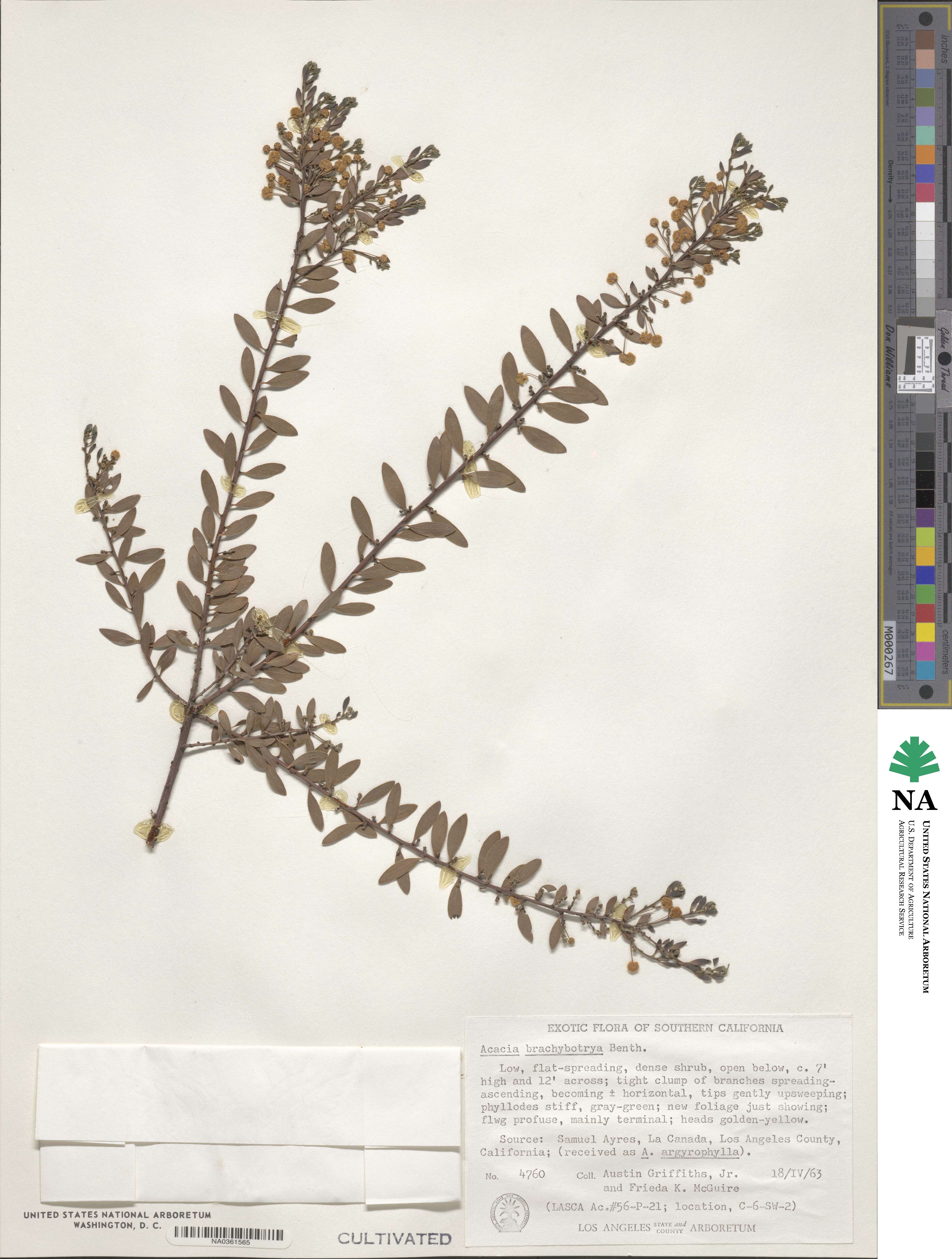 Acacia brachybotrya image