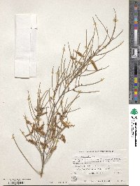 Acacia brachystachya image