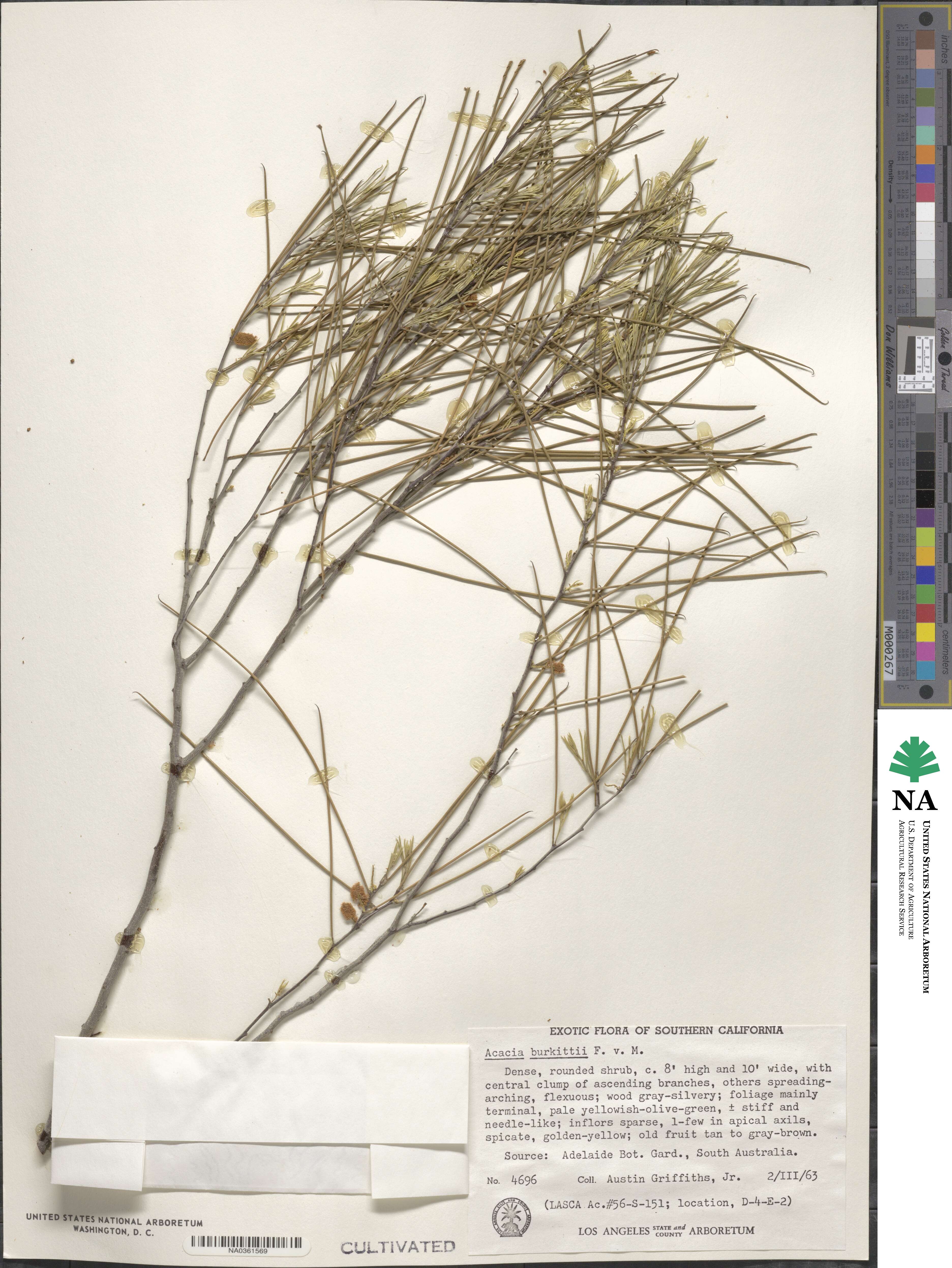 Acacia burkittii image