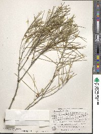 Acacia burkittii image