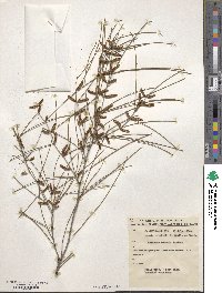 Acacia burkittii image