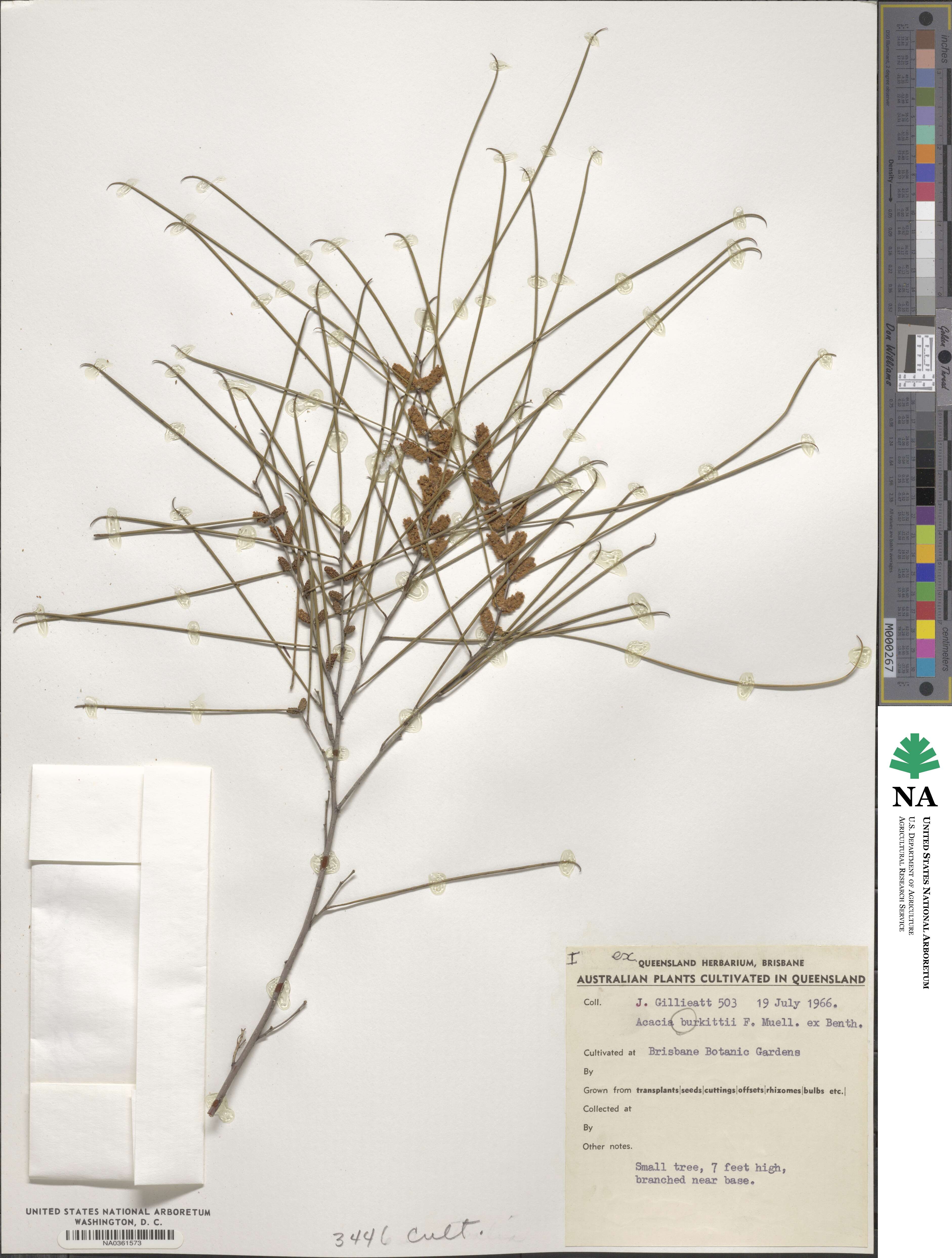 Acacia burkittii image