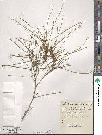 Acacia burkittii image