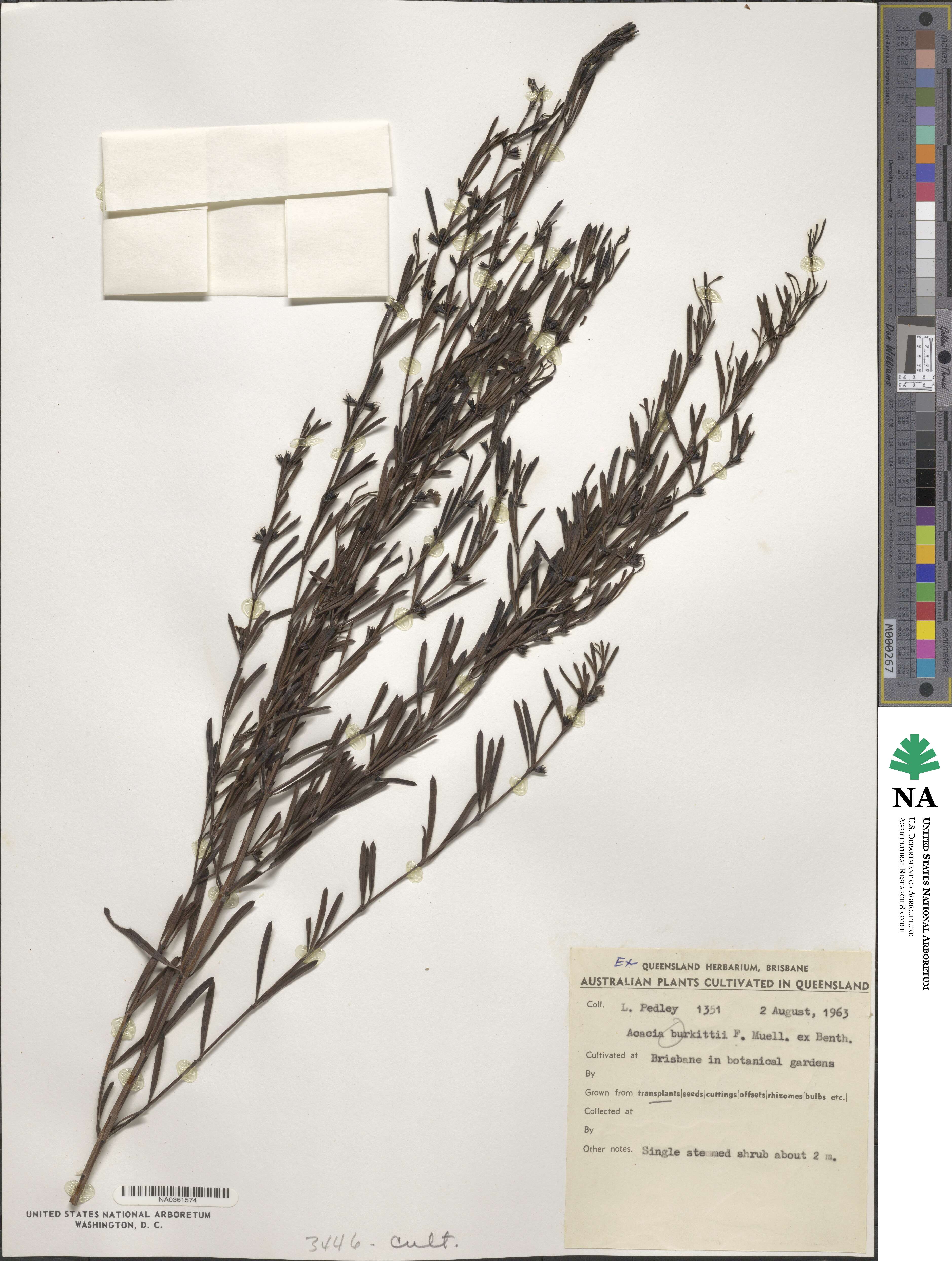 Acacia burkittii image