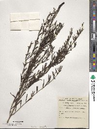 Acacia burkittii image