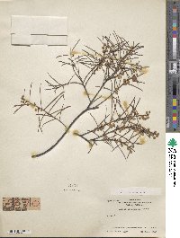 Acacia calamifolia image