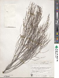 Acacia calamifolia image