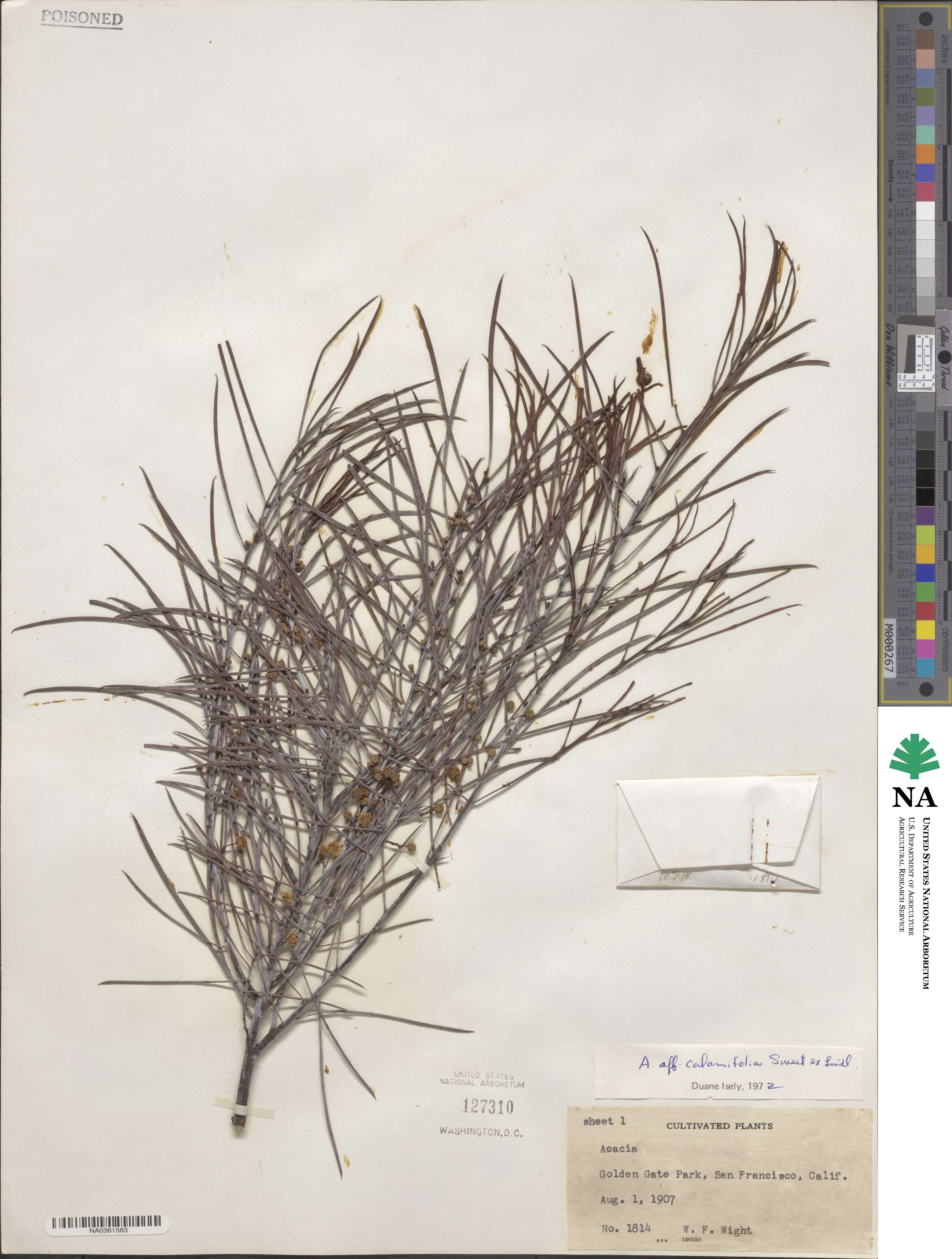 Acacia calamifolia image