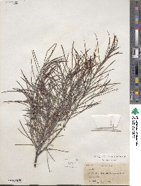 Acacia calamifolia image