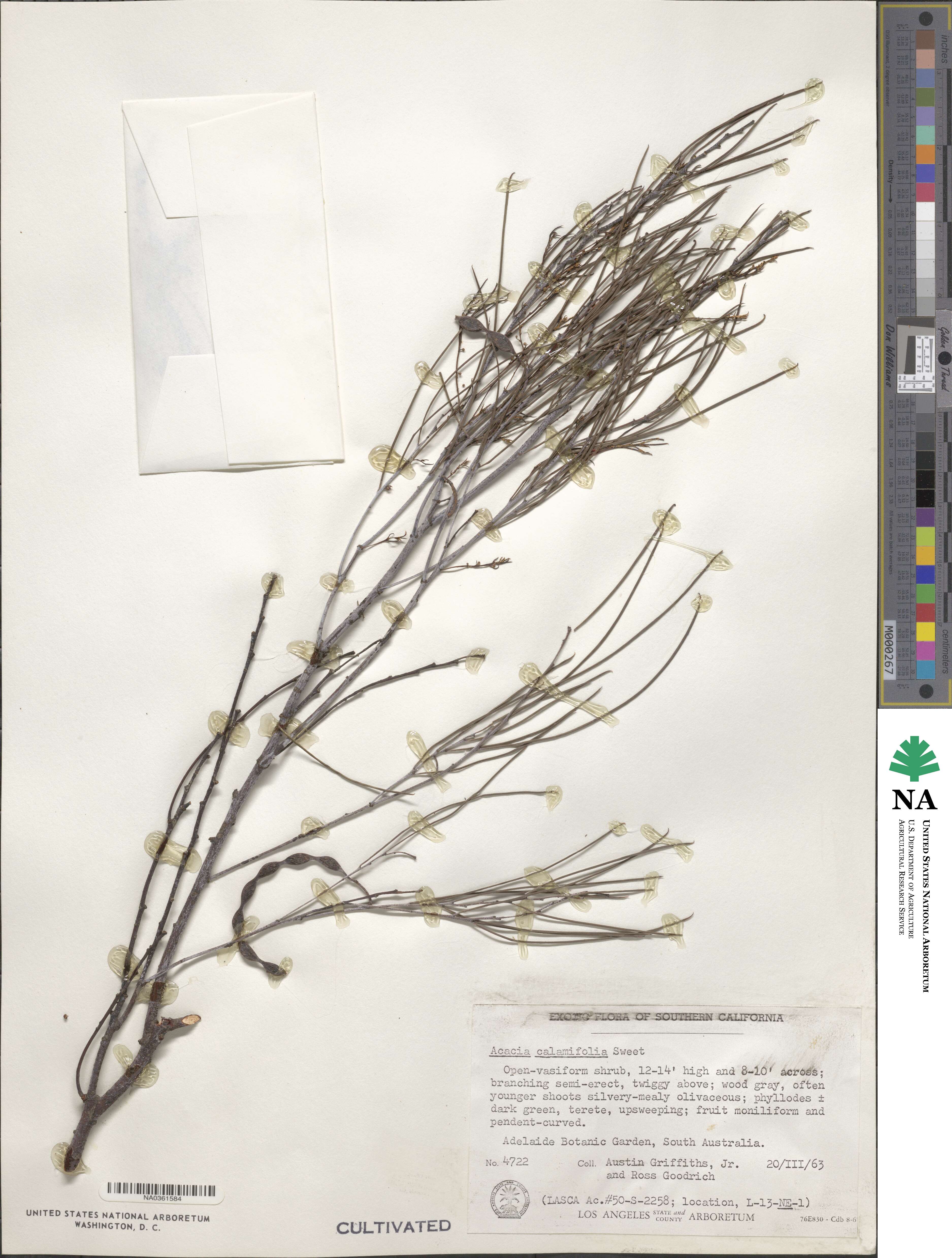 Acacia calamifolia image