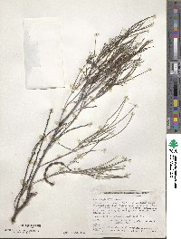 Acacia calamifolia image