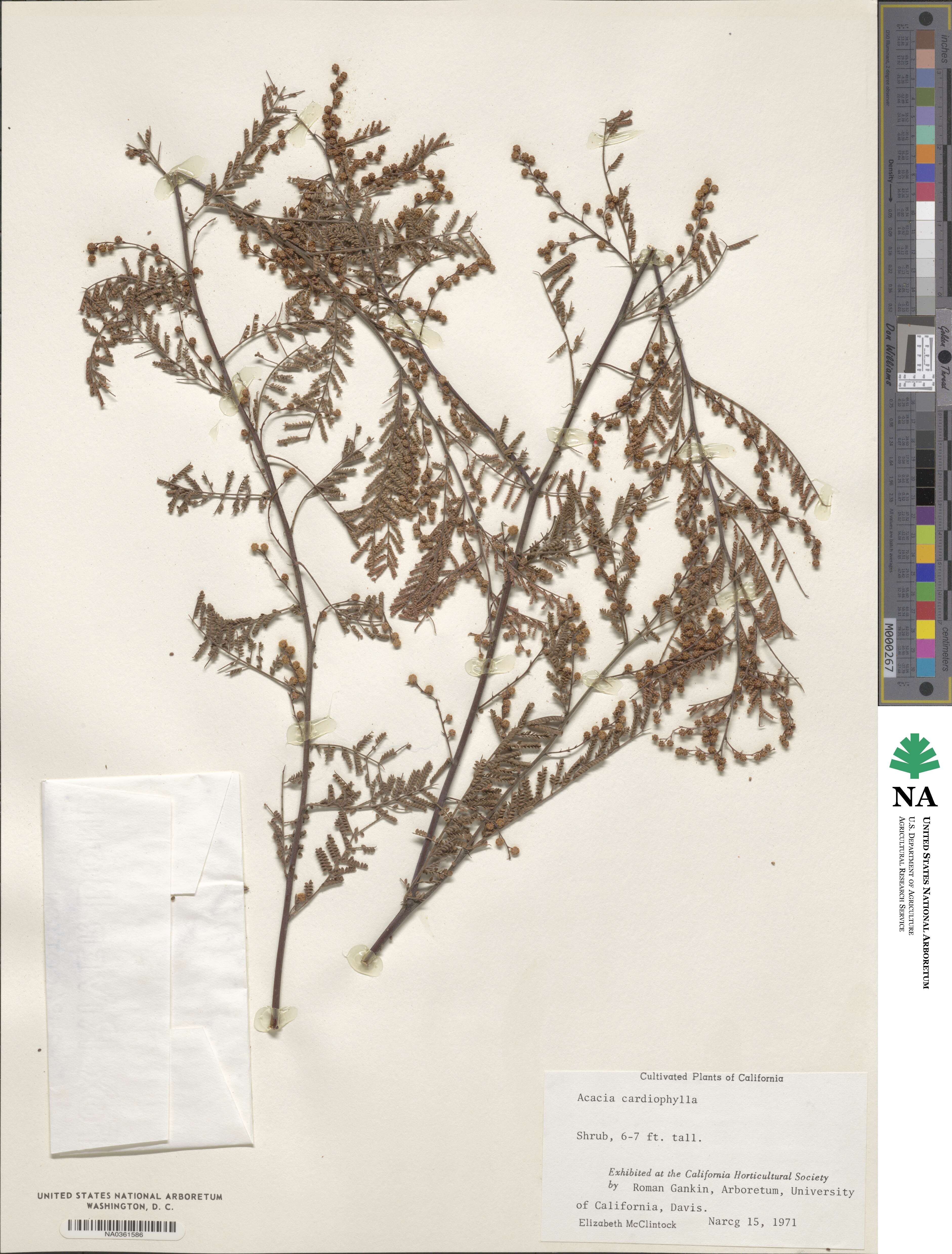 Acacia cardiophylla image
