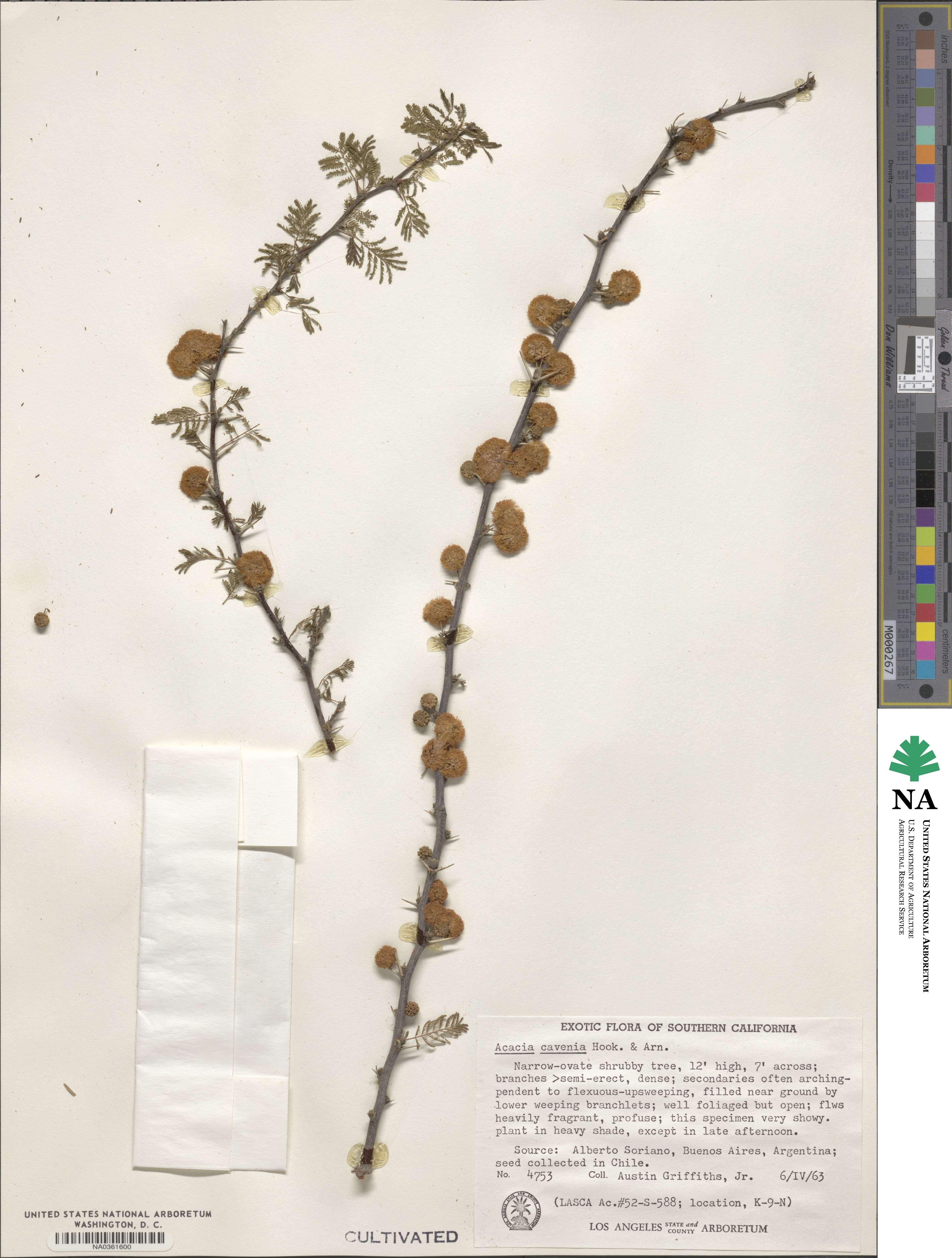 Vachellia caven image