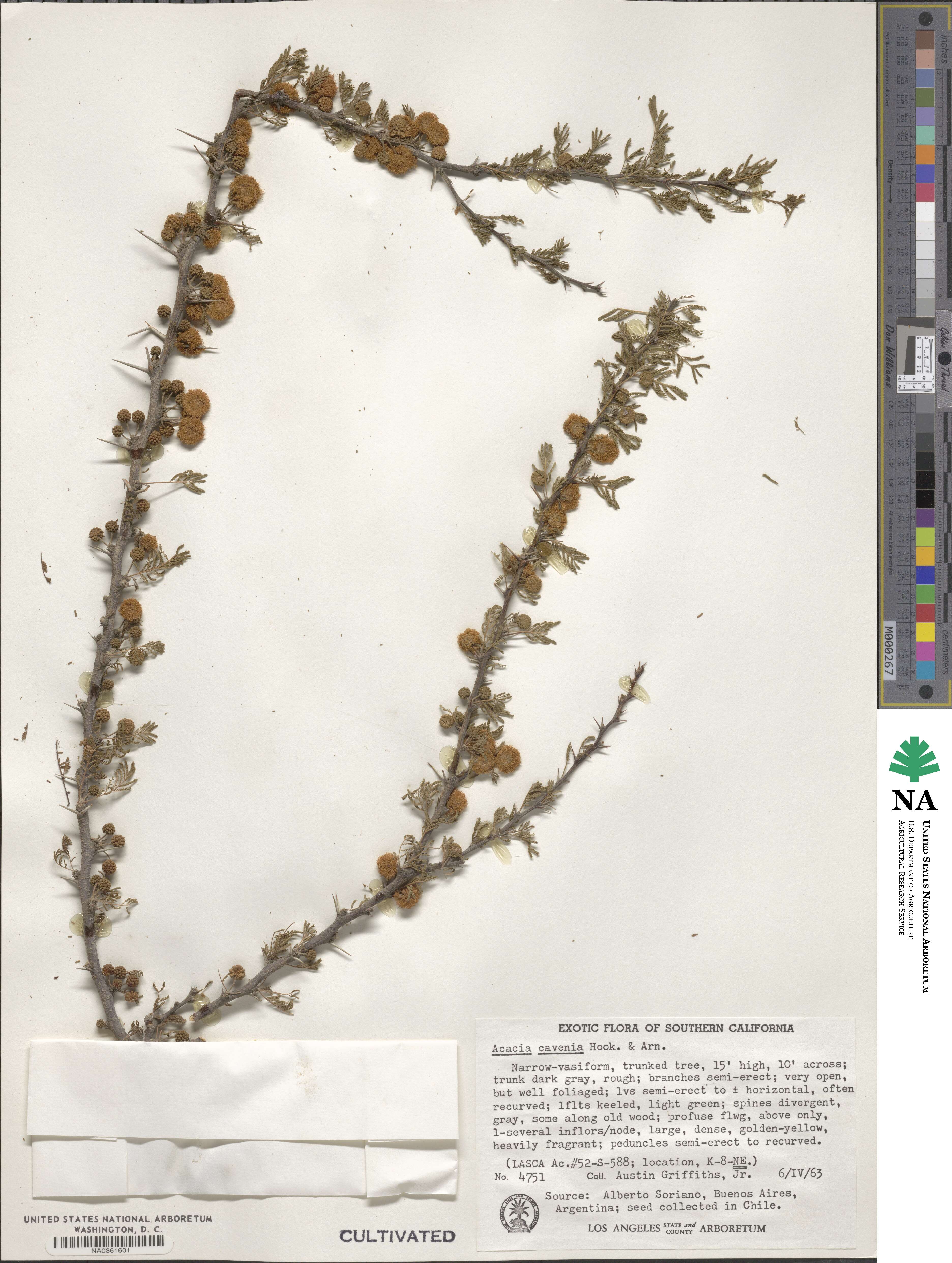 Vachellia caven image