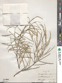 Acacia brachystachya image