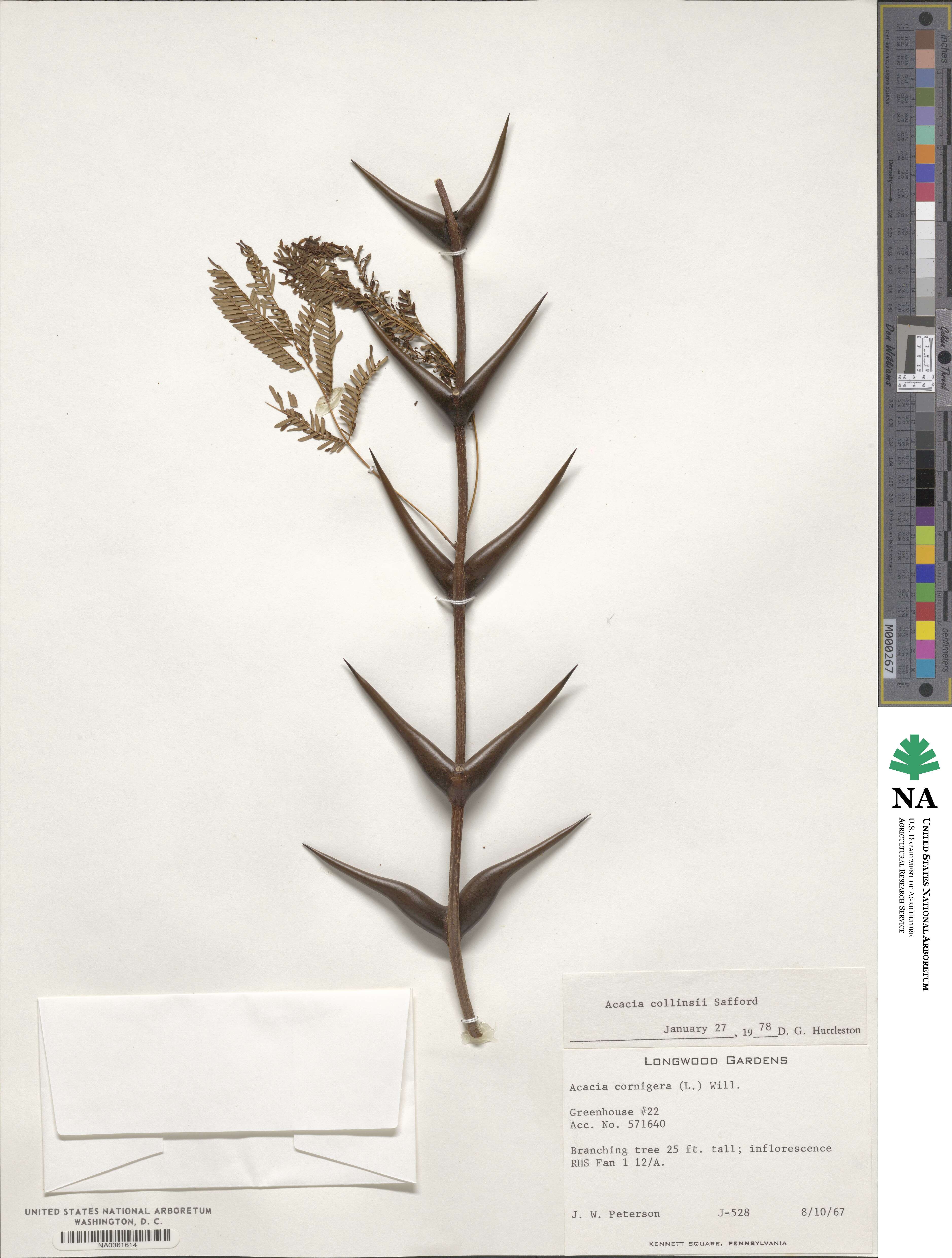 Vachellia collinsii image
