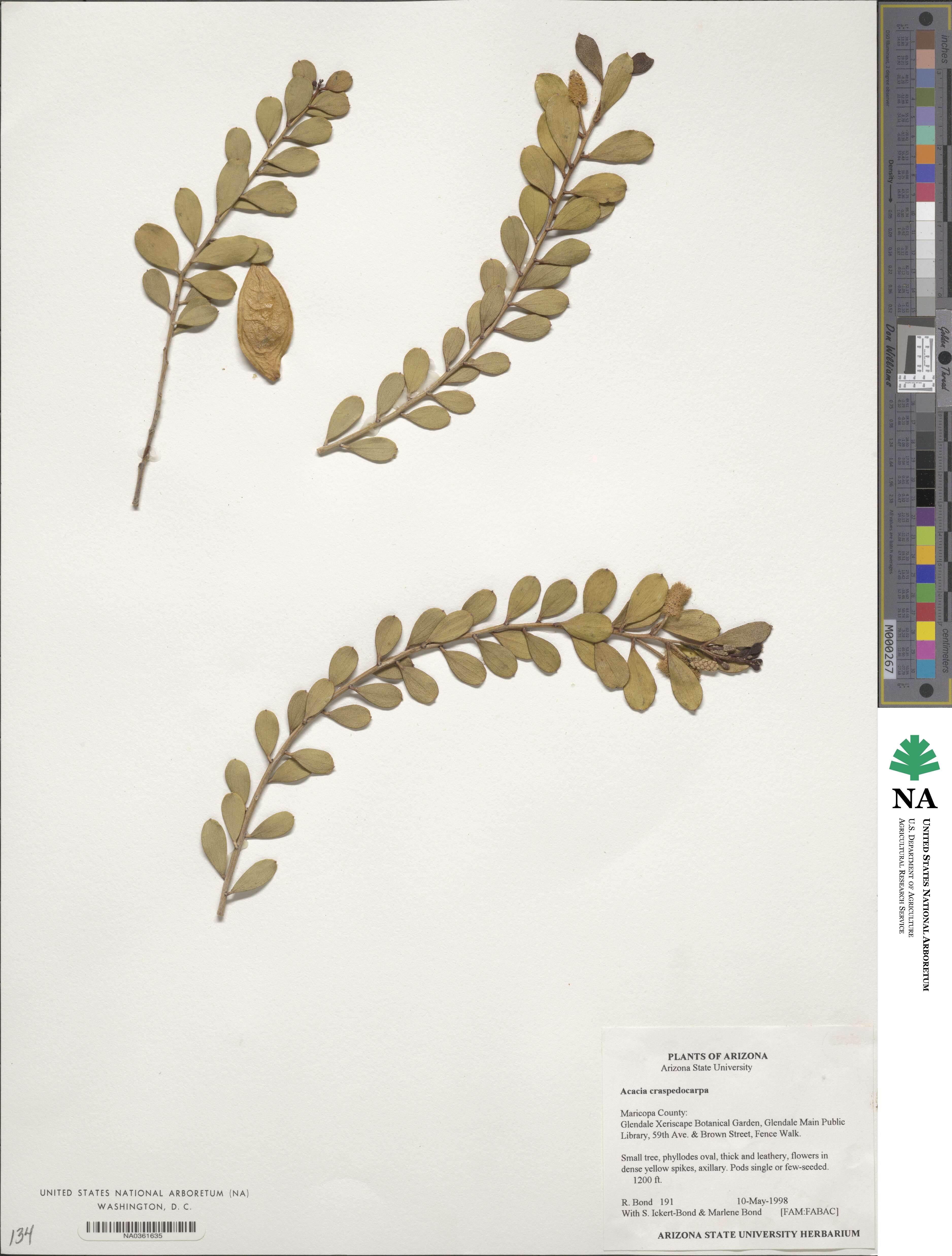 Acacia craspedocarpa image