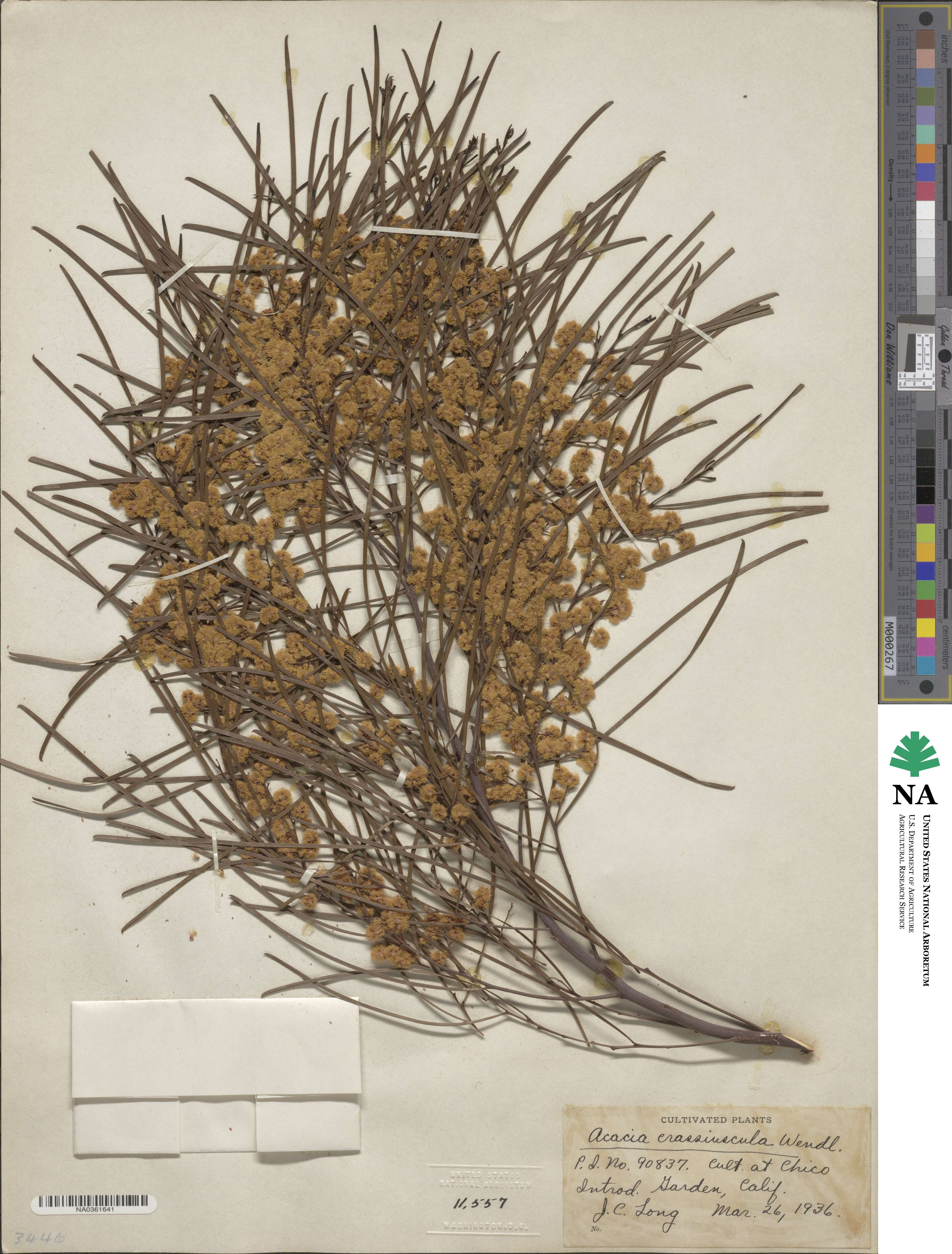Acacia crassiuscula image
