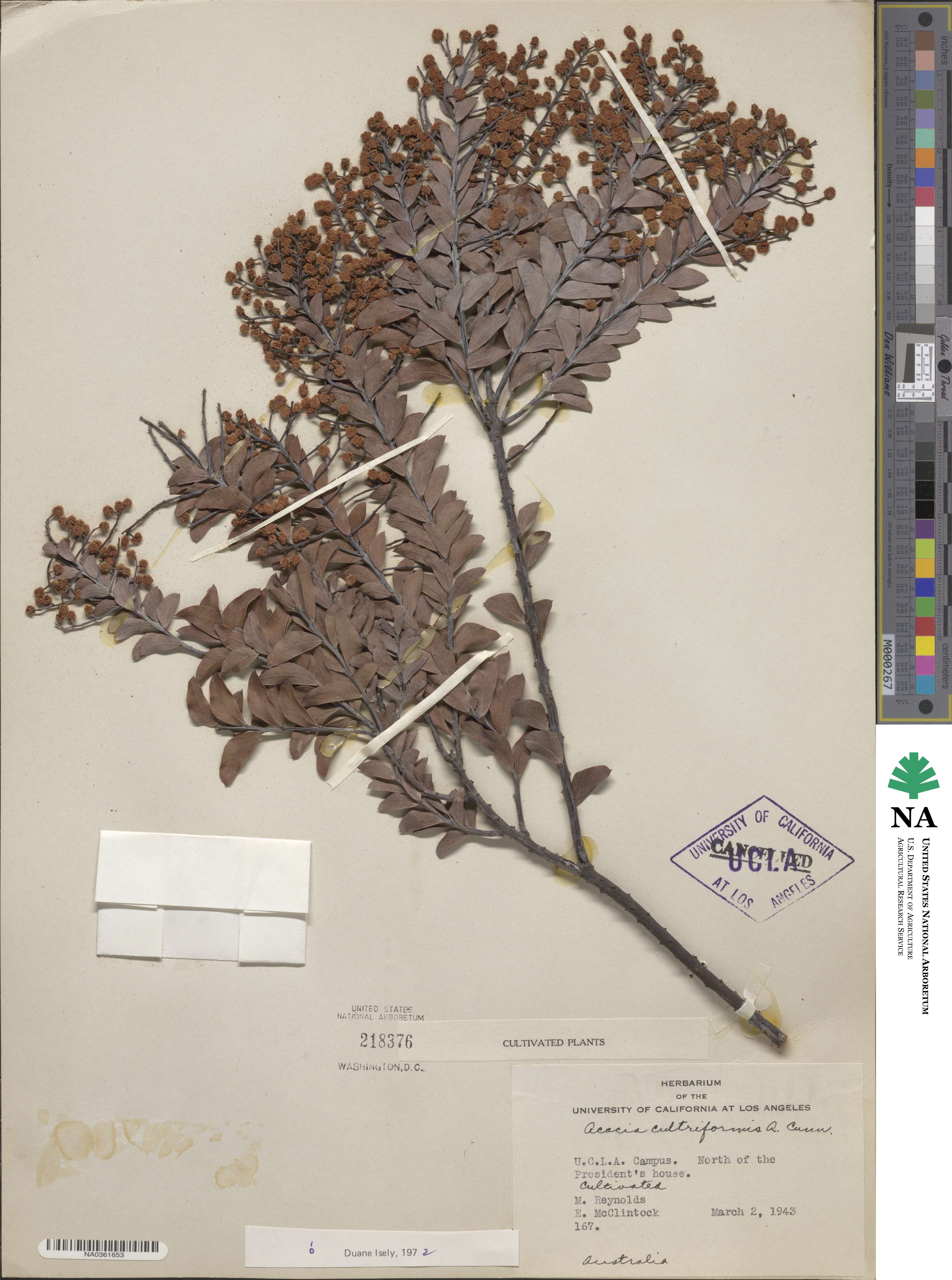 Acacia cultriformis image