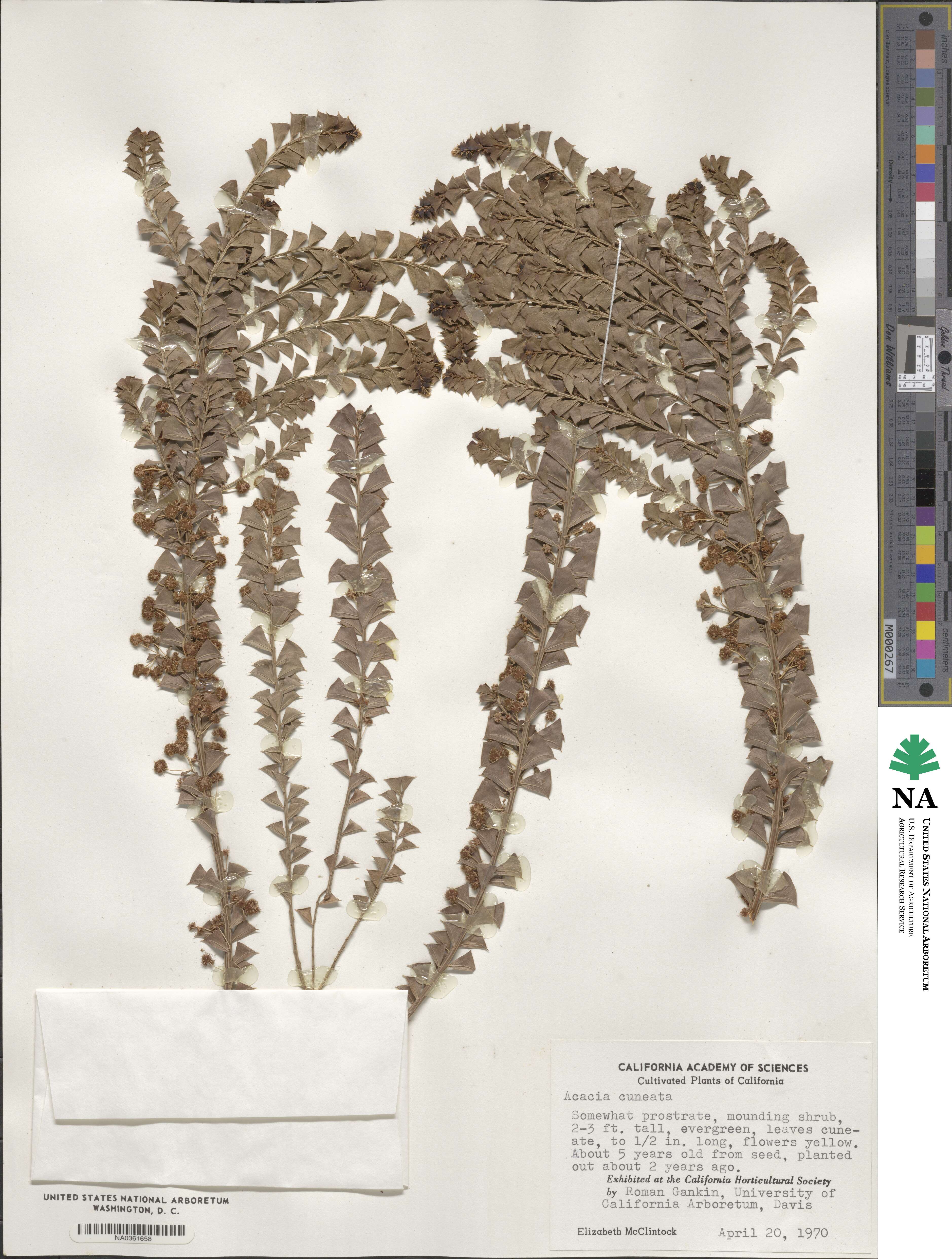 Acacia truncata image