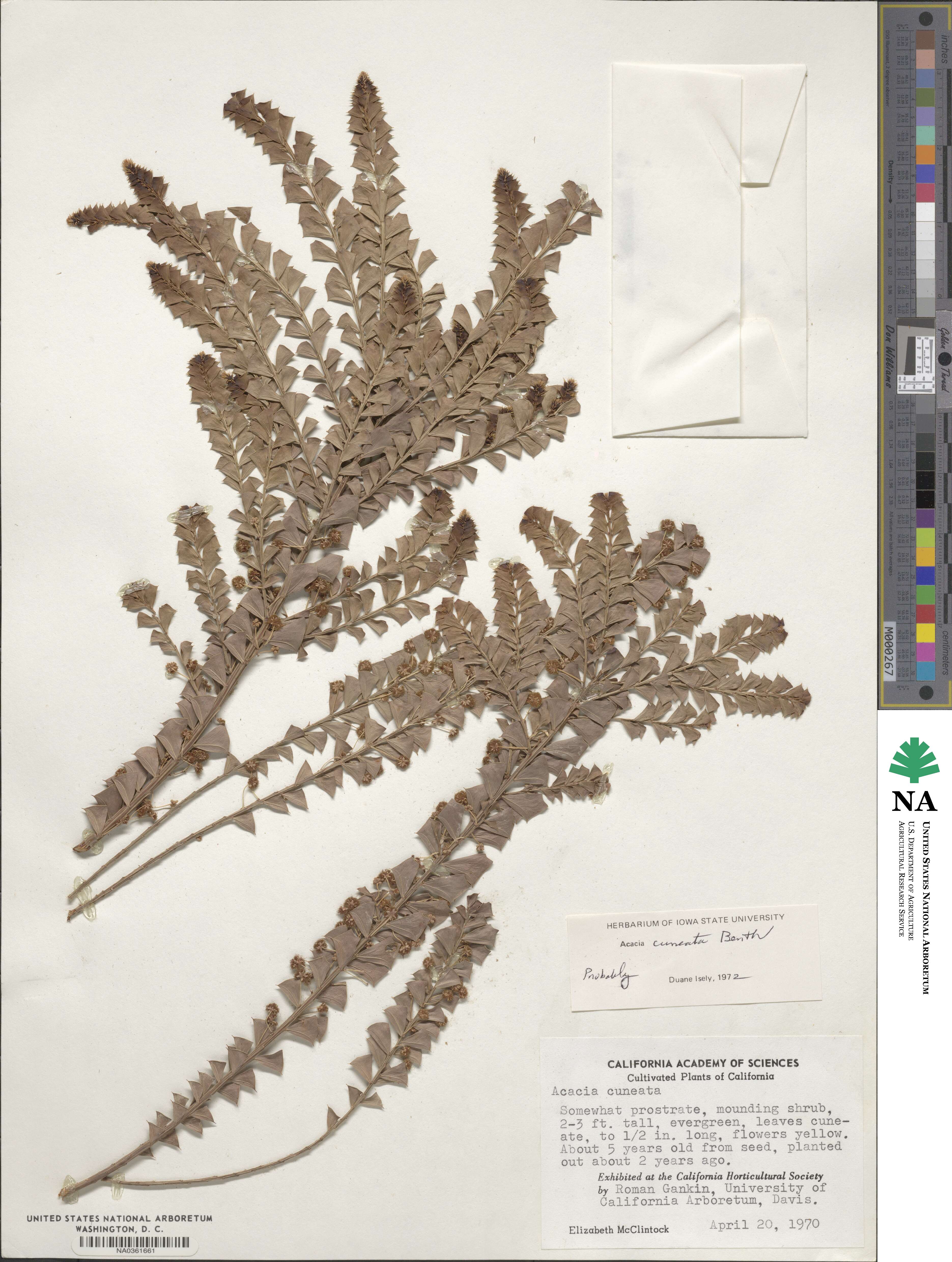 Acacia truncata image