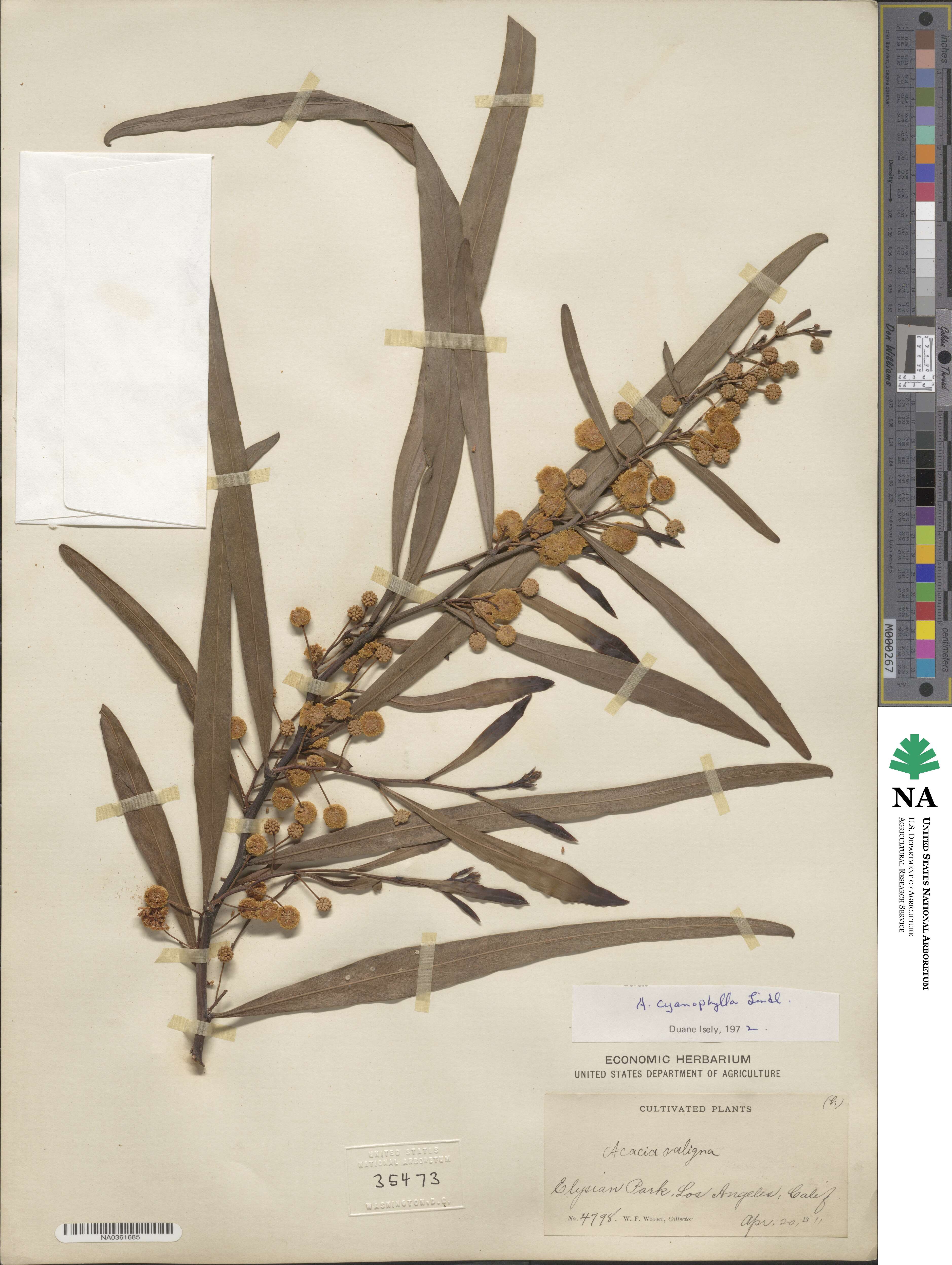 Acacia saligna image