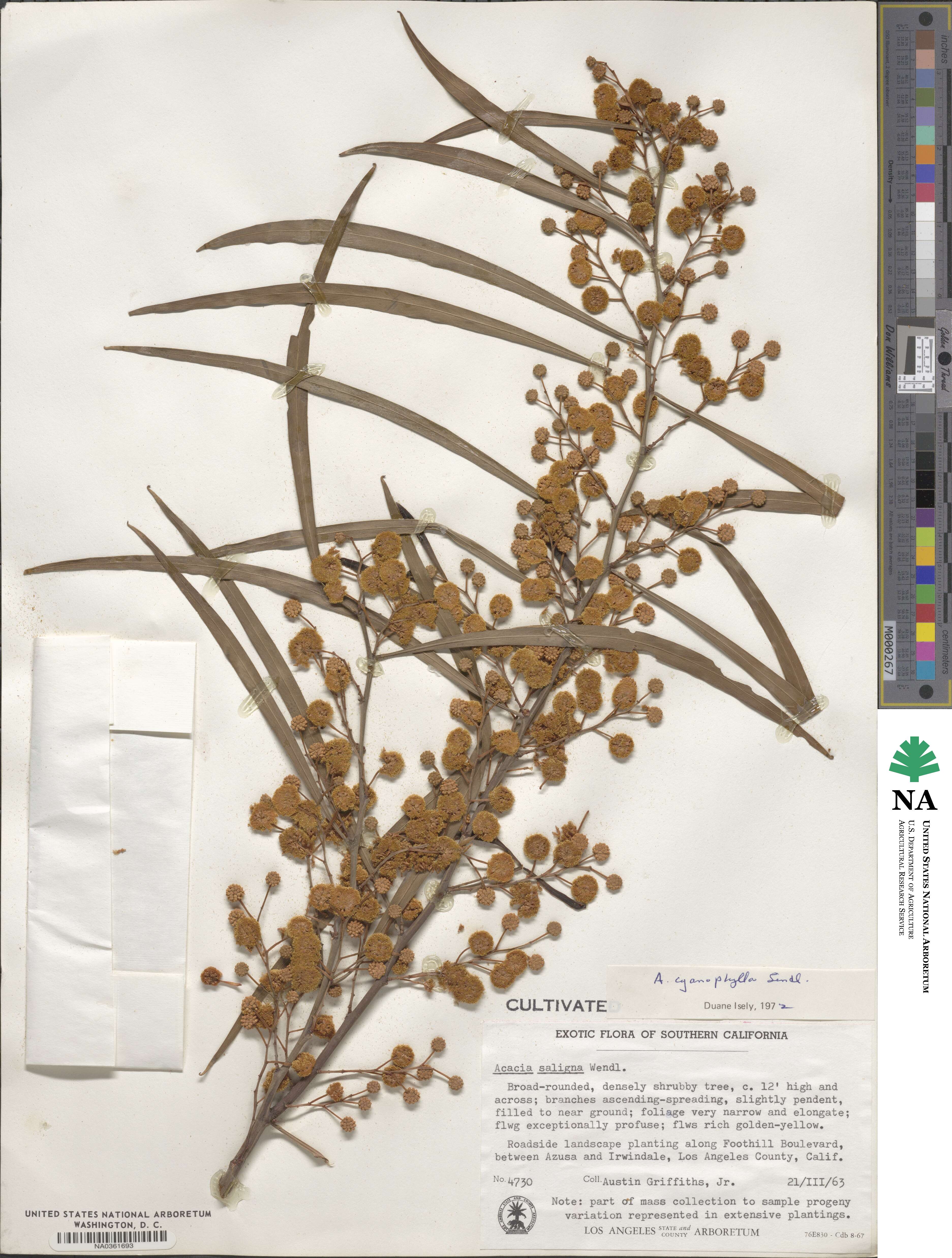 Acacia saligna image